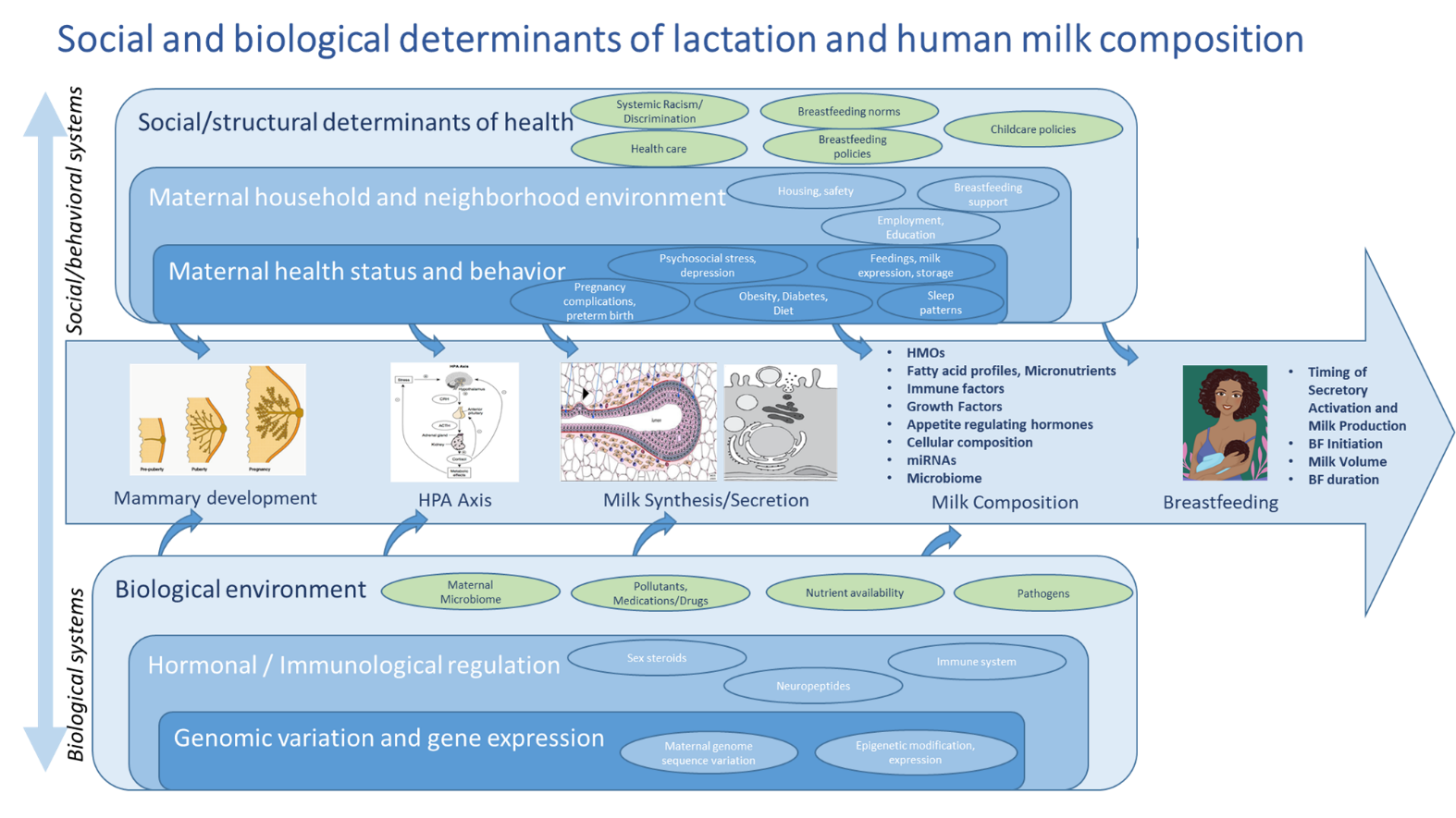 Social and biological determinants of lactation